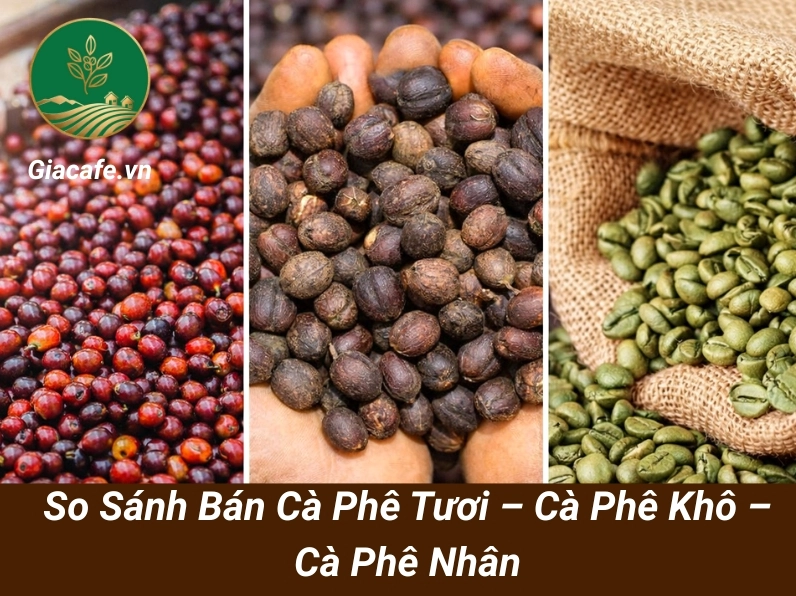 Hạt cà phê nhân khô