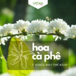 Hoa Cà Phê 2026: Khám Phá Vẻ Đẹp, Ý Nghĩa và Mùa Nở Rộ Độc Đáo