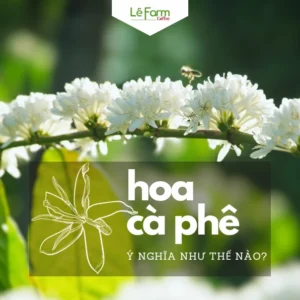 Hoa Cà Phê 2026: Khám Phá Vẻ Đẹp, Ý Nghĩa và Mùa Nở Rộ Độc Đáo