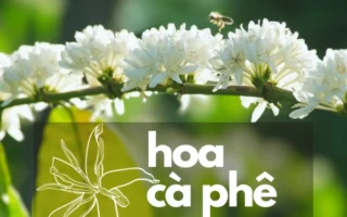 Hoa Cà Phê 2026: Khám Phá Vẻ Đẹp, Ý Nghĩa và Mùa Nở Rộ Độc Đáo