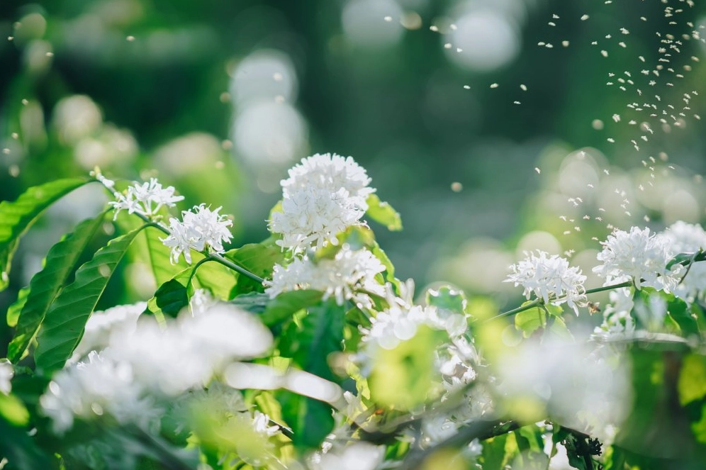 Hoa cà phê mang vẻ đẹp thanh khiết và hương thơm nồng nàn