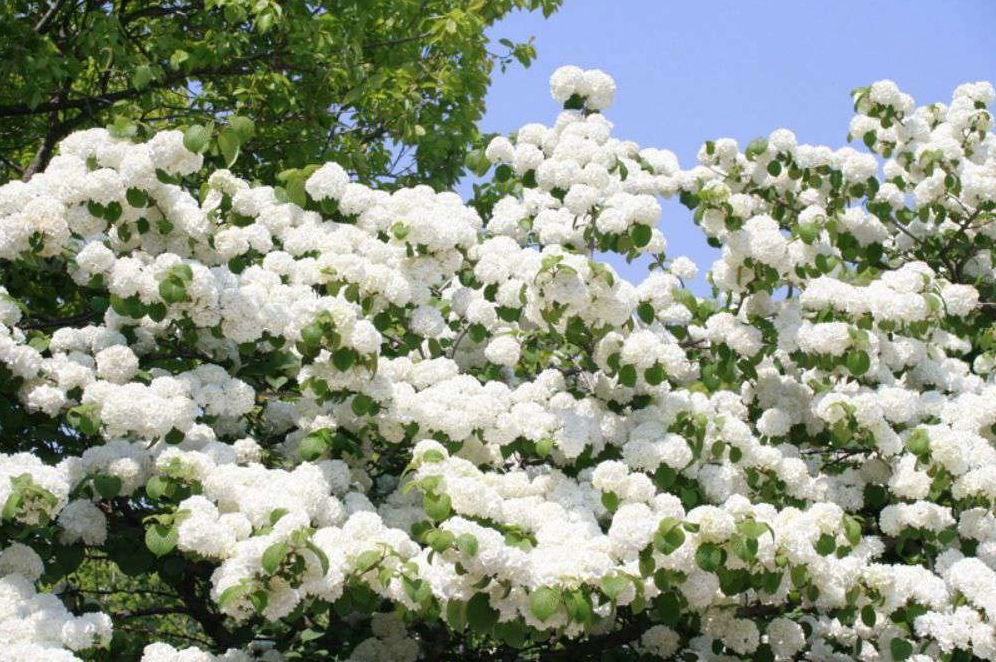 Hoa cà phê nở rộ bắt đầu rải rác từ cuối tháng 11 đến hết tháng Tư