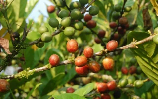 Khám Phá Sức Mạnh Đằng Sau Hương Vị Đậm Đà: Giống Cà Phê Robusta