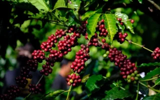 Lá Cà Phê: Khám Phá Lợi Ích Sức Khỏe Tiềm Năng Ít Ai Biết Năm 2026