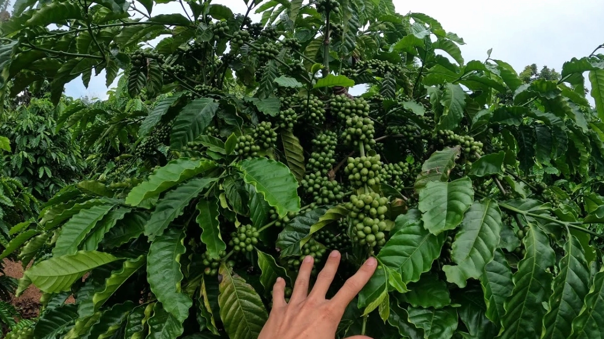 loi ich suc khoe tiem nang tu la ca phe hinh anh 2