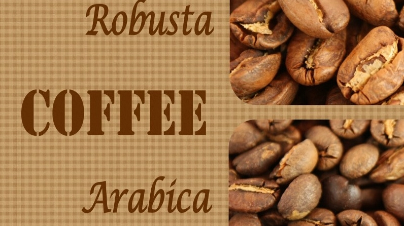 Màu sắc & mùi vị của ly cà phê từ hạt Arabica & Robusta khác nhau như thế nào?