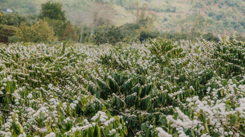 Mùa hoa cà phê nở rộ