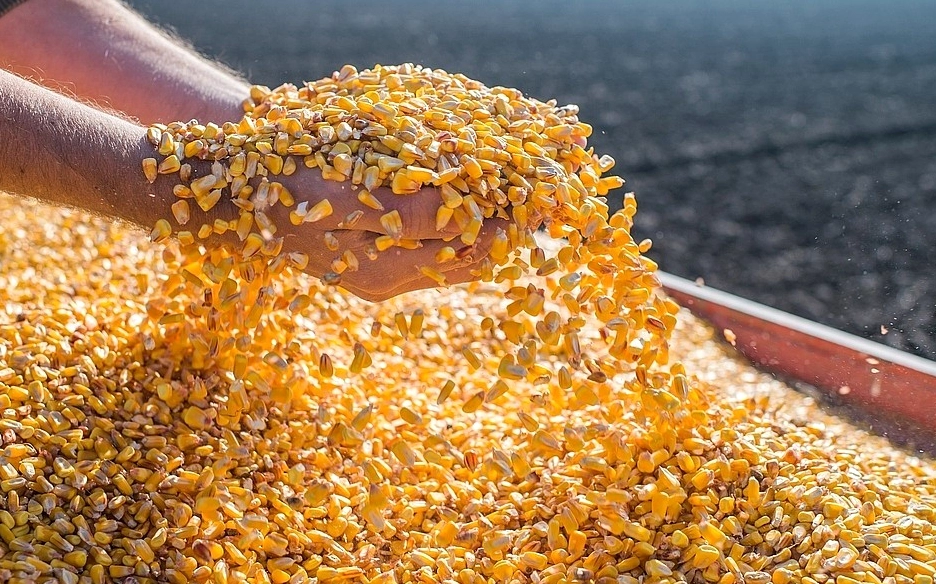 Nguồn cung dồi dào, giá cà phê và ngô chịu áp lực giảm