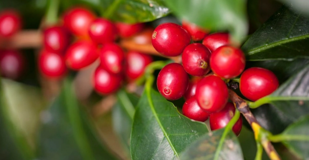 Nguồn gốc và đặc điểm của cây cà phê Robusta