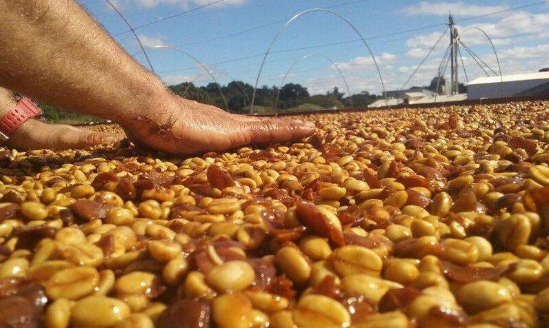 Phương pháp lên men tự nhiên (natural fermentation)