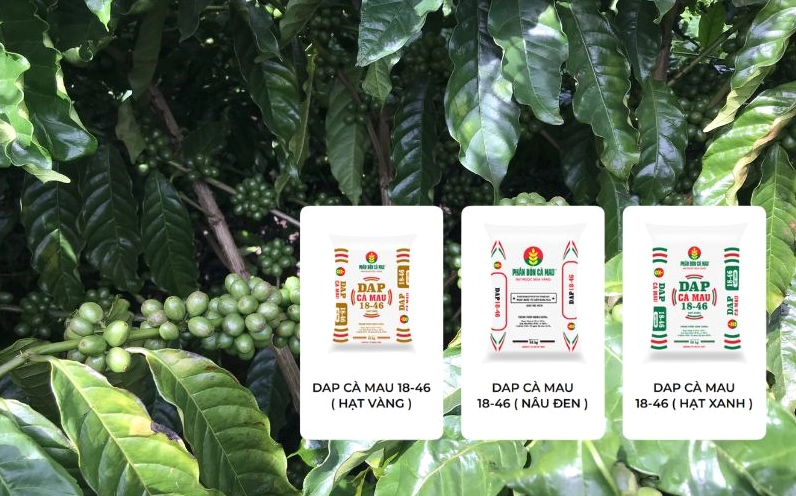 Super lân đơn và DAP là hai loại phân lân phổ biến dùng cho cà phê