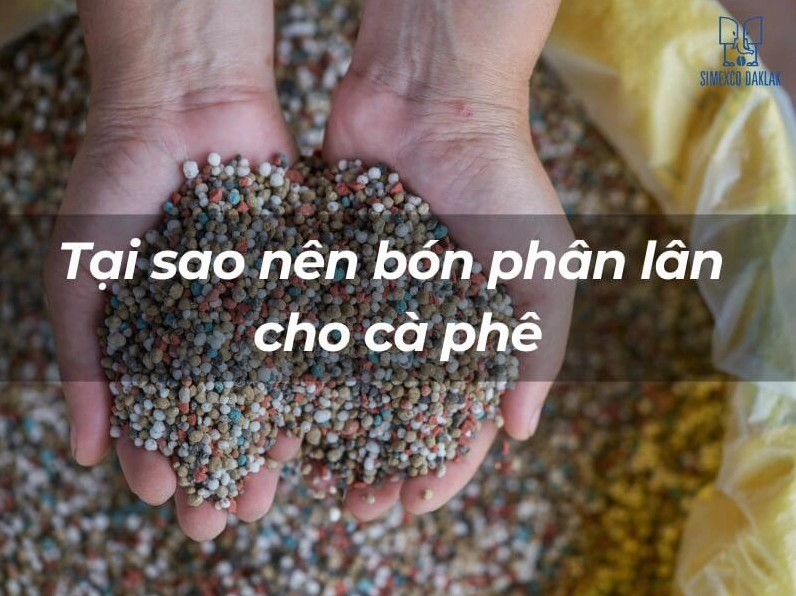 Tại sao nên bón phân lân cho cà phê