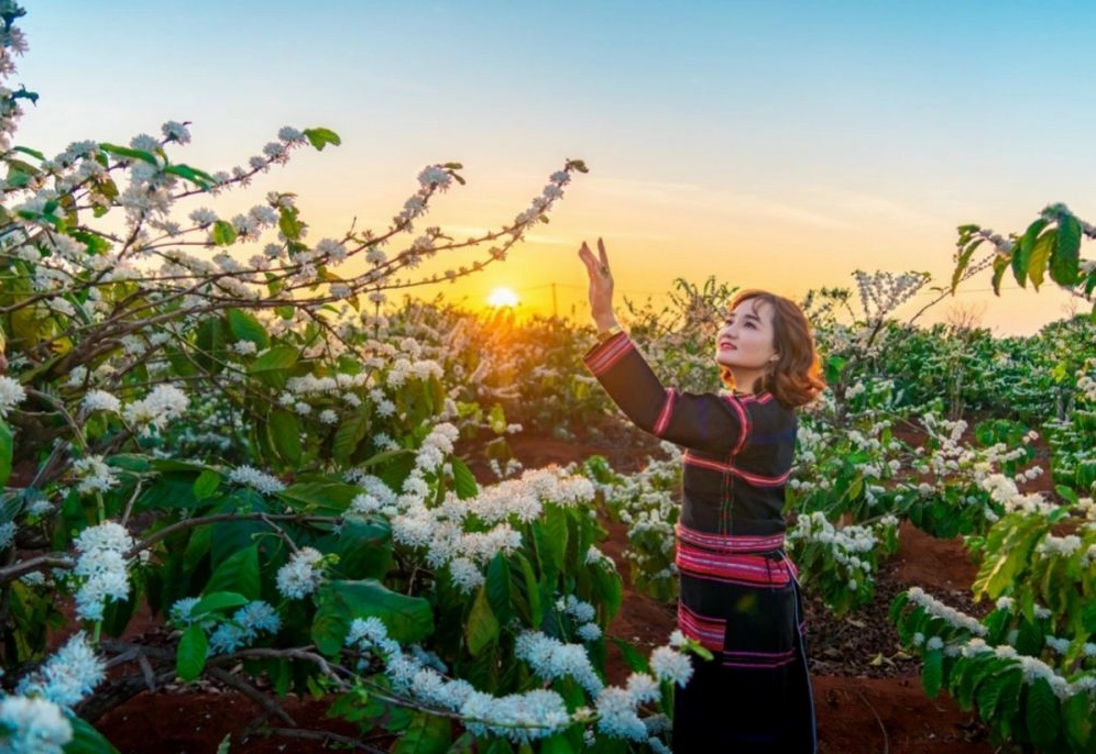 Tham quan và chụp ảnh check-in tại vườn hoa cà phê đang nở rộ