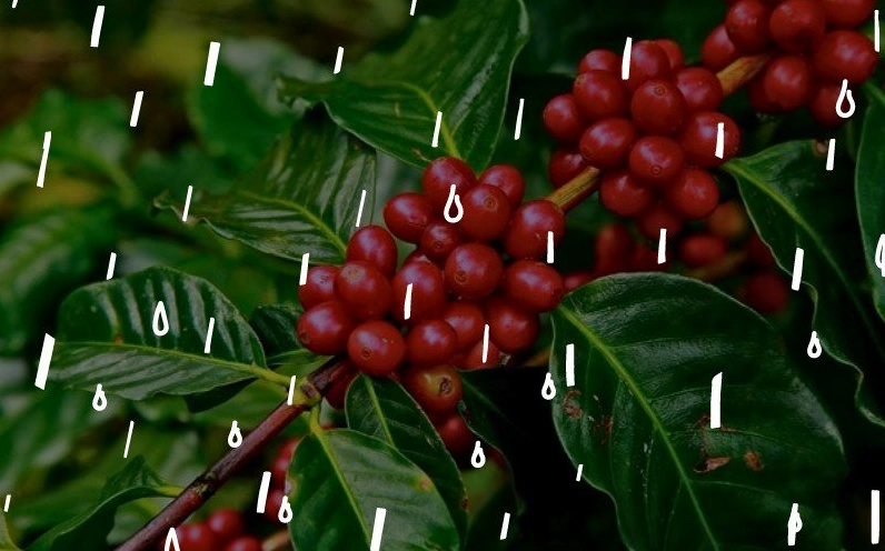 Thời tiết xấu ảnh hưởng đến sản lượng gây tăng giá cà phê