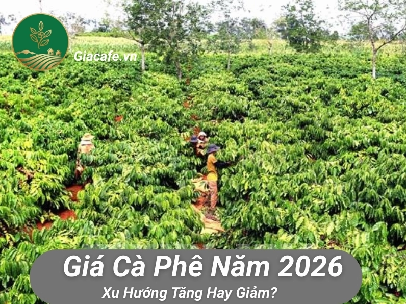 Tổng quan thị trường giá cà phê nhân hôm nay 2026