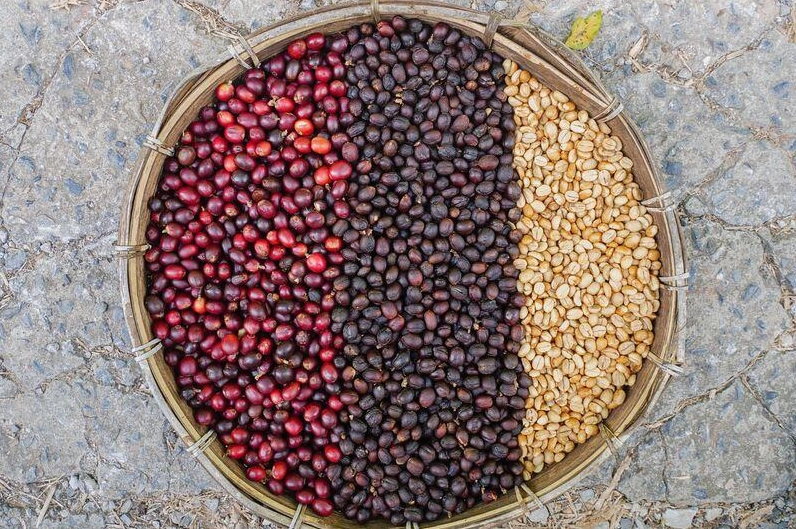 Ứng dụng của quá trình cà phê lên men trong chế biến cà phê đặc sản