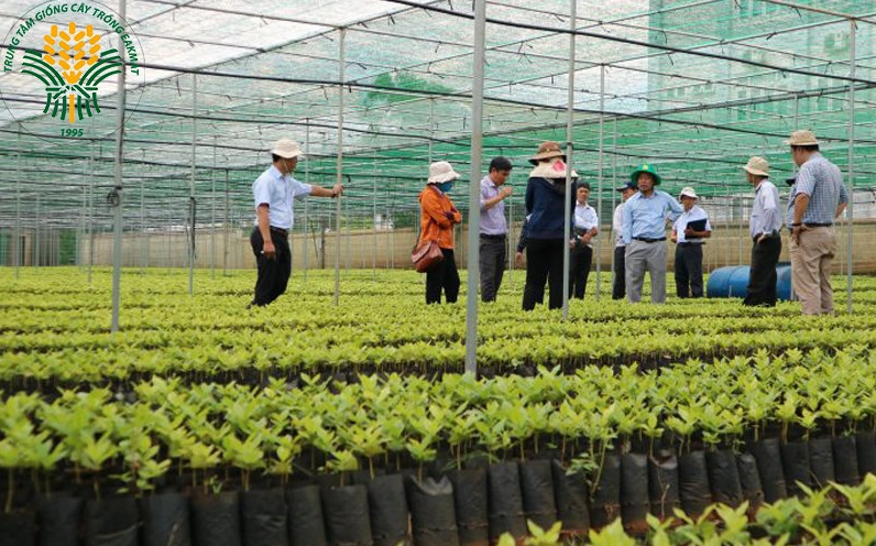 Vườn ươm cây giống cà phê